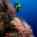 seawhip_sr_v_0705_png0914.jpg